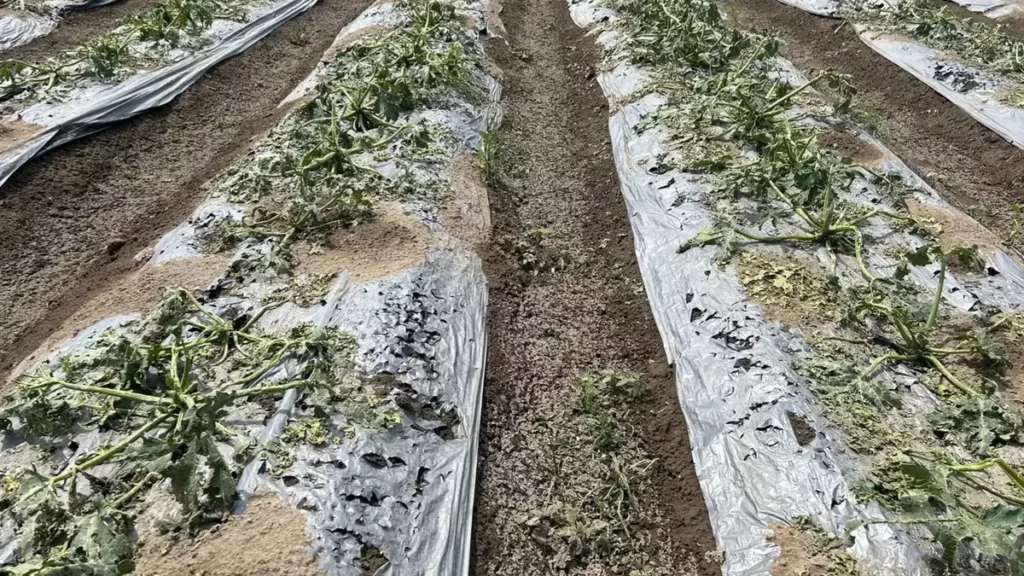 Cuantifican daños por granizo en Felipe Ángeles y Quecholac