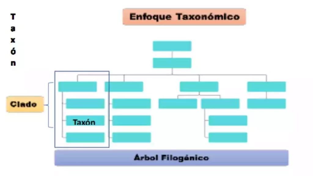 El FMI y la taxonomía mexicana