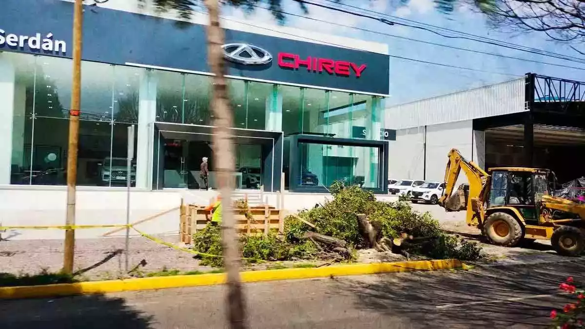Chirey Serdán causa indignación tras talar árboles para fachada