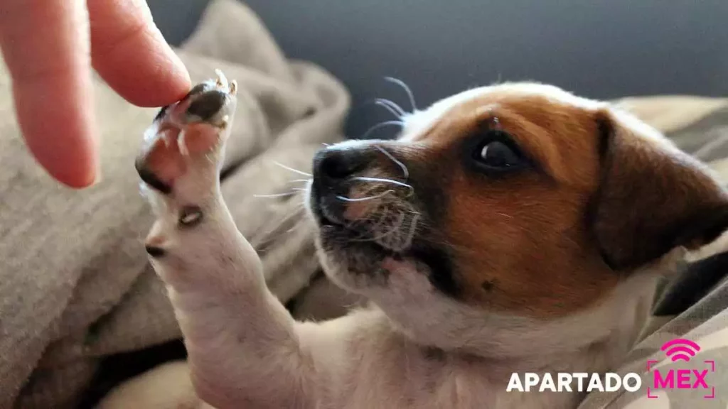 El vínculo que hemos desarrollado humanos y perros, a lo largo de la evolución, es prácticamente inquebrantable