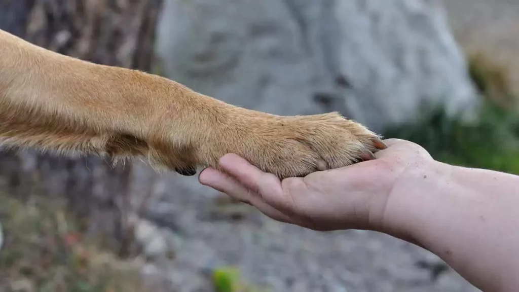 Uno de los vínculos más fuertes es el que desarrollamos los humanos con nuestros perros