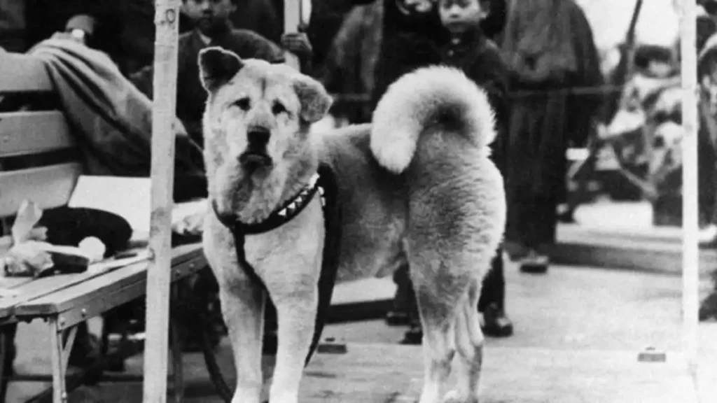 Hachiko, el Akita que le robó el corazón al mundo