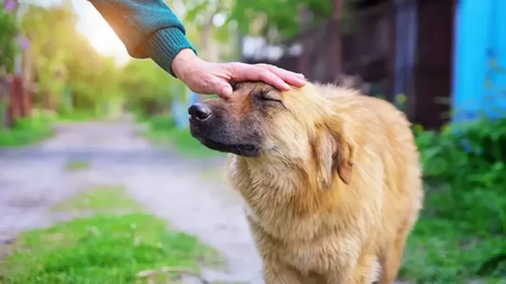 "Croquetón 2023" apoyo a perritos en situación de calle en San Andrés Cholula