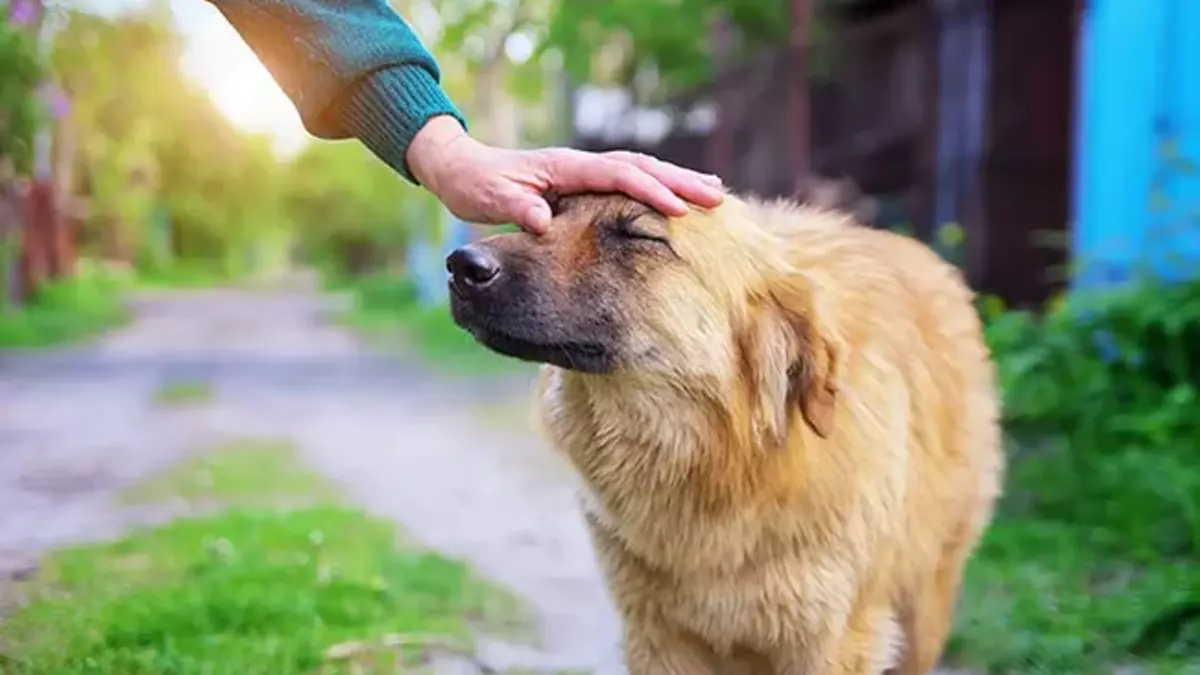 "Croquetón 2023" apoyo a perritos en situación de calle en San Andrés Cholula