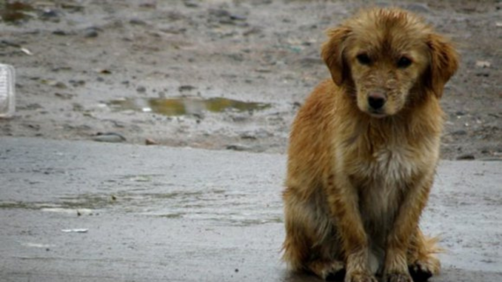 Un Hogar para los Sin Hogar: Día del Perro Callejero