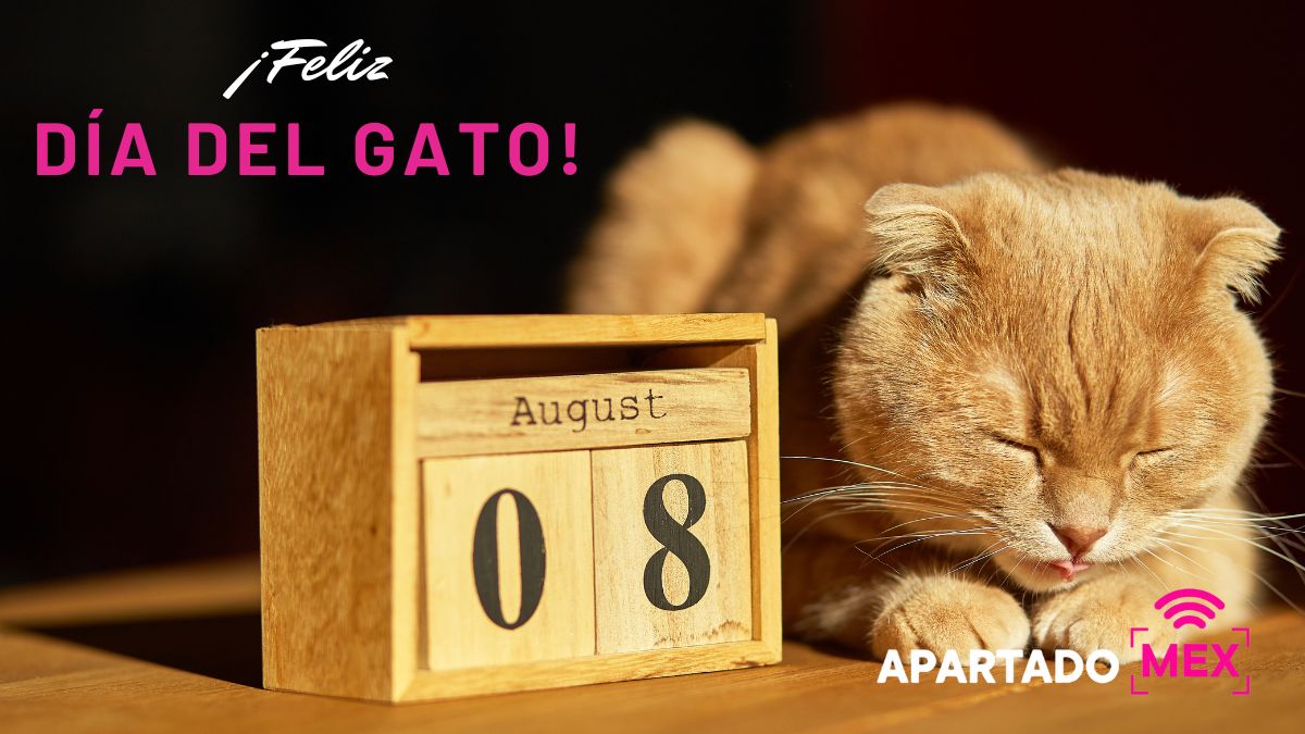 ¿Cuándo es el día del gato? ¡Pues es hoy! ¿Qué le regalarás? Apartado MEX