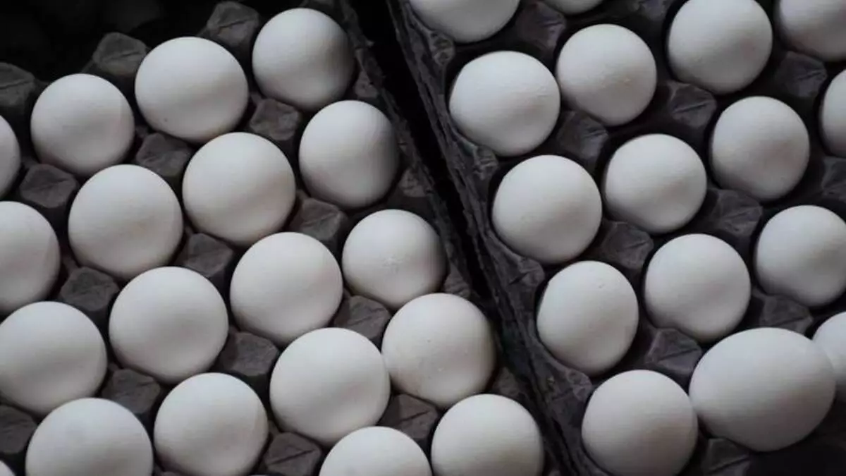 Continúan las protestas de agricultores: advierten escasez de huevo