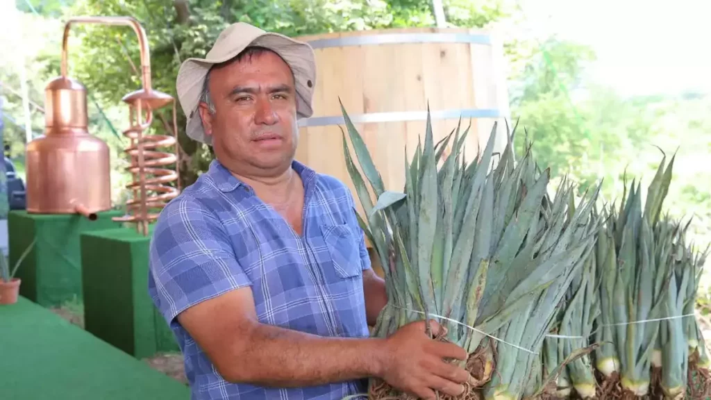 Llevan Impulso al Agave Mezcalero a Chiautla de Tapia