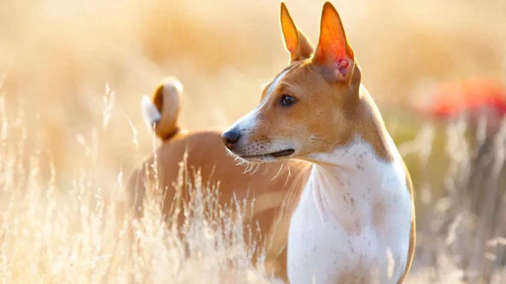 Confía en tu perro cuando alguien "no le gusta", aquí te decimos por qué