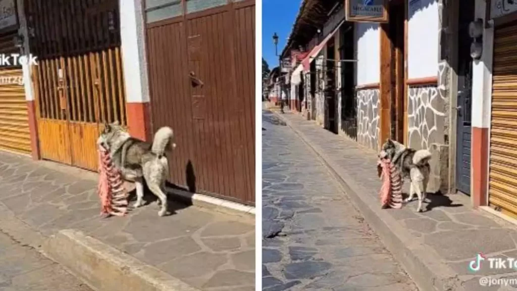 Perro callejero sorprende al robar un enorme trozo de costillas en Mazamitla