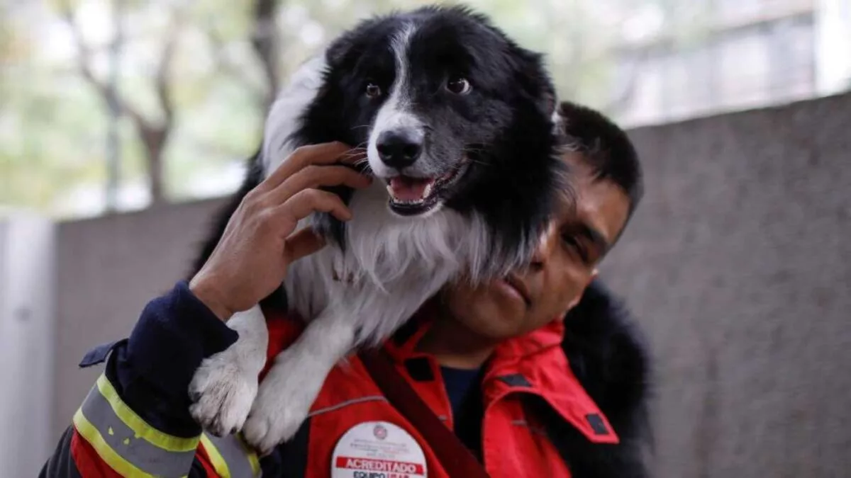 Centro de acopio para mascotas en Puebla