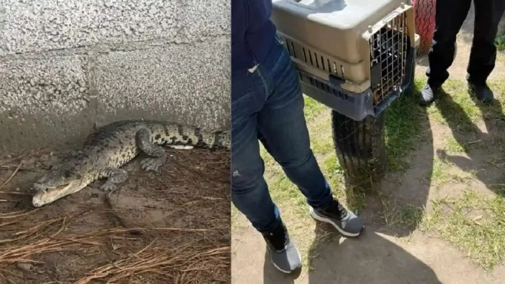 Encuentran a cocodrilo en un kinder