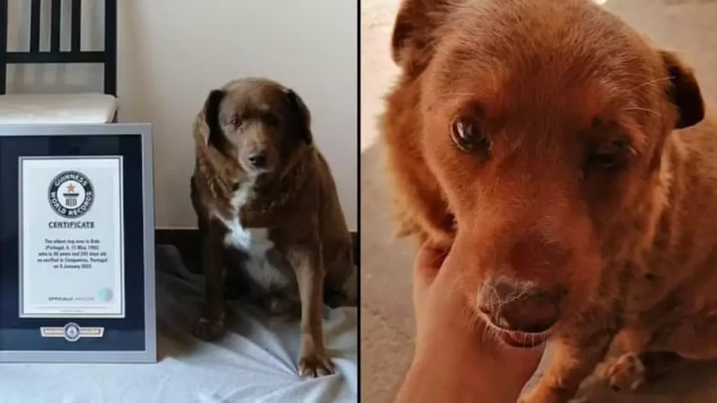 Muere el perro más longevo del mundo a los 31 años