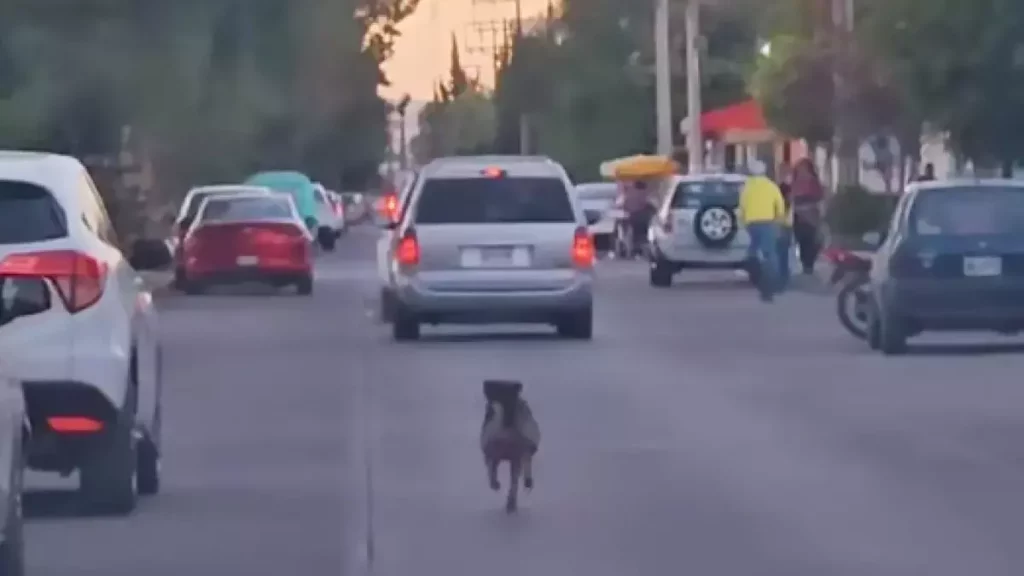 Perrito persigue a sus dueños hasta el agotamiento tras ser abandonado