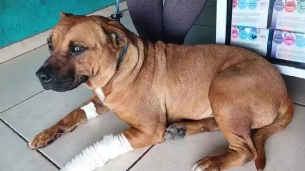 Canelo, un perrito callejero, frustra asalto armado en gasolinera