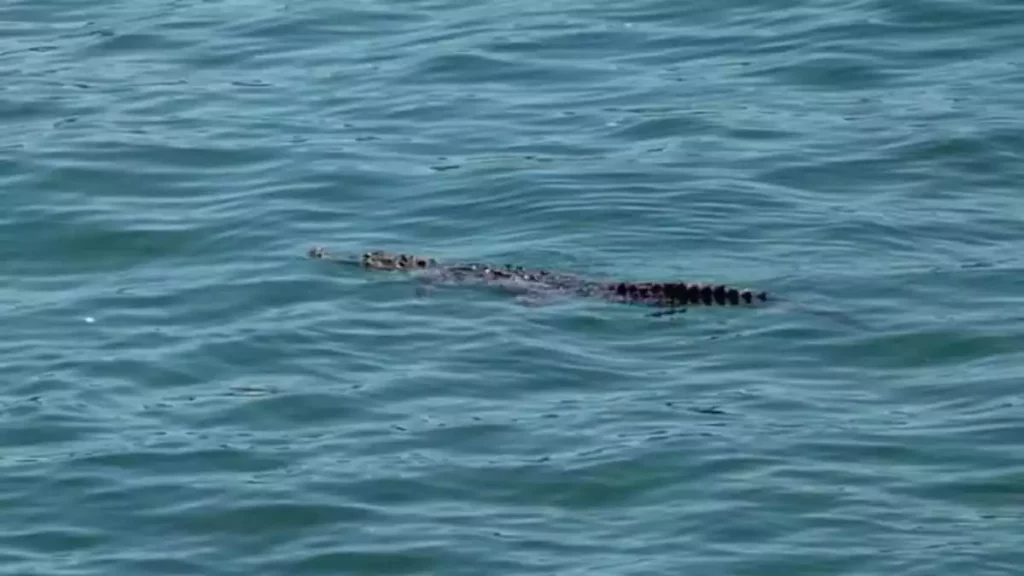 Alerta en Ixtapa-Zihuatanejo por la presencia creciente de cocodrilos en sus playas