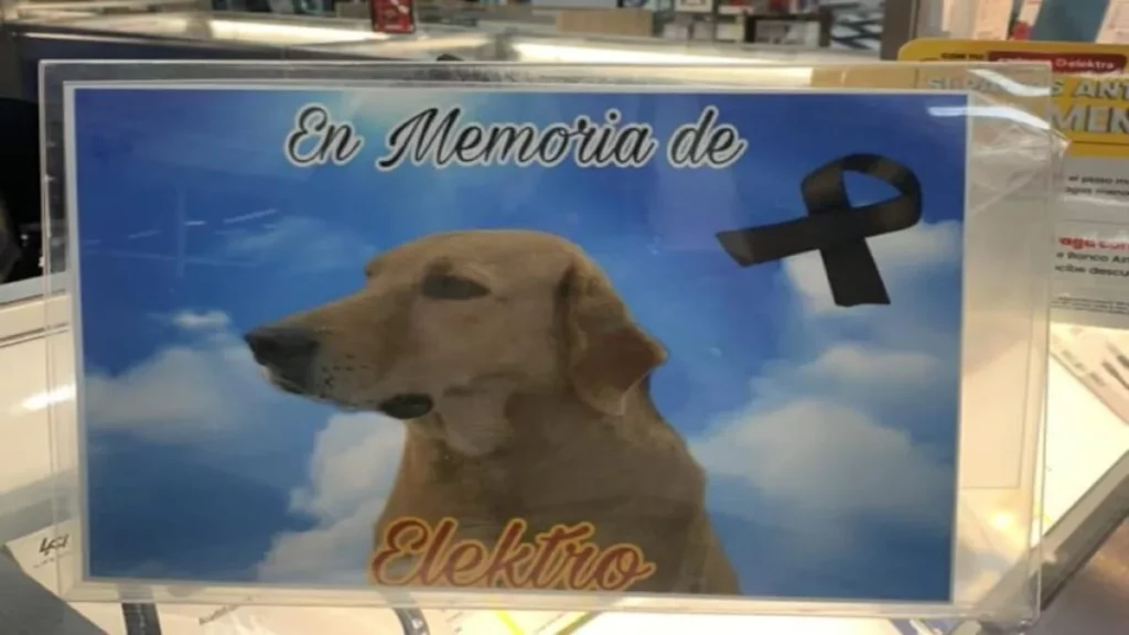 Elektro murió por pirotecnia, era el perrito adoptado por Elektra