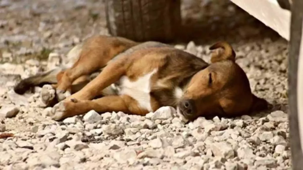 Policías en Puebla atropellan a inocente perrito en gasolinera