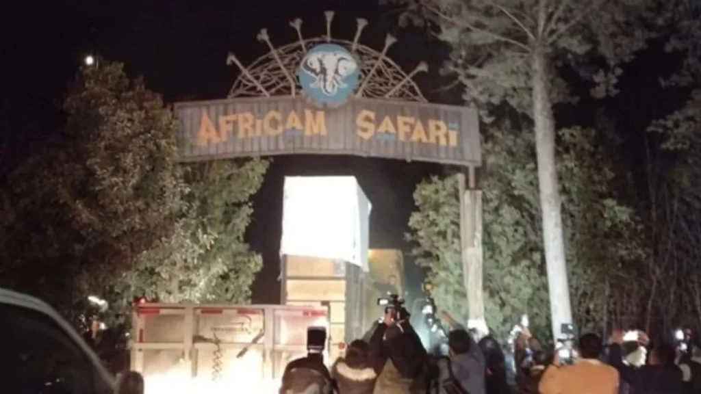 ¡La jirafa Benito lo logró, ya está en Africam Safari!