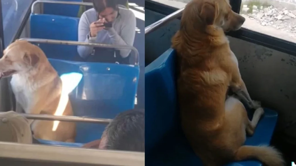 ¡Ya apareció! Boby, el perrito que se subió a la ruta 3 y se perdió