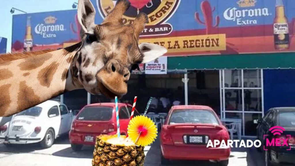 La jirafa Benito y su llegada a Puebla: memes