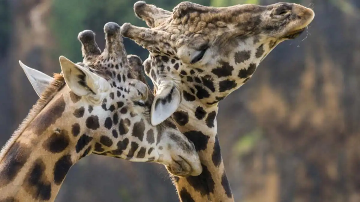 La jirafa Benito no fue la única en peligro: casos Yoyo y Guga