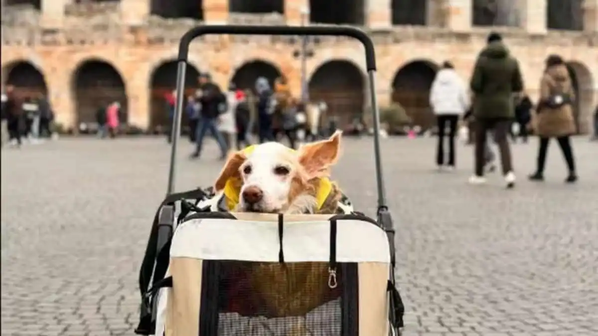 Fallece Mazapán, el famoso perrito viajero de Instagram,