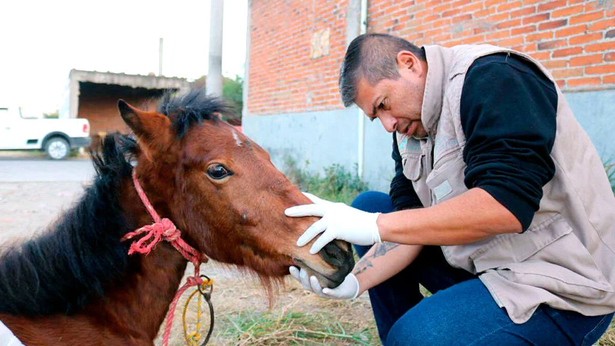 Ya hay denuncia por maltrato animal a la yegua Mila