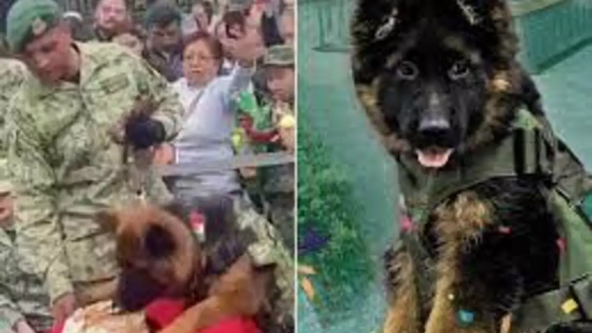 ¡Feliz Cumpleaños Arkadas! El perrito que Turquía donó a SEDENA está de festejo