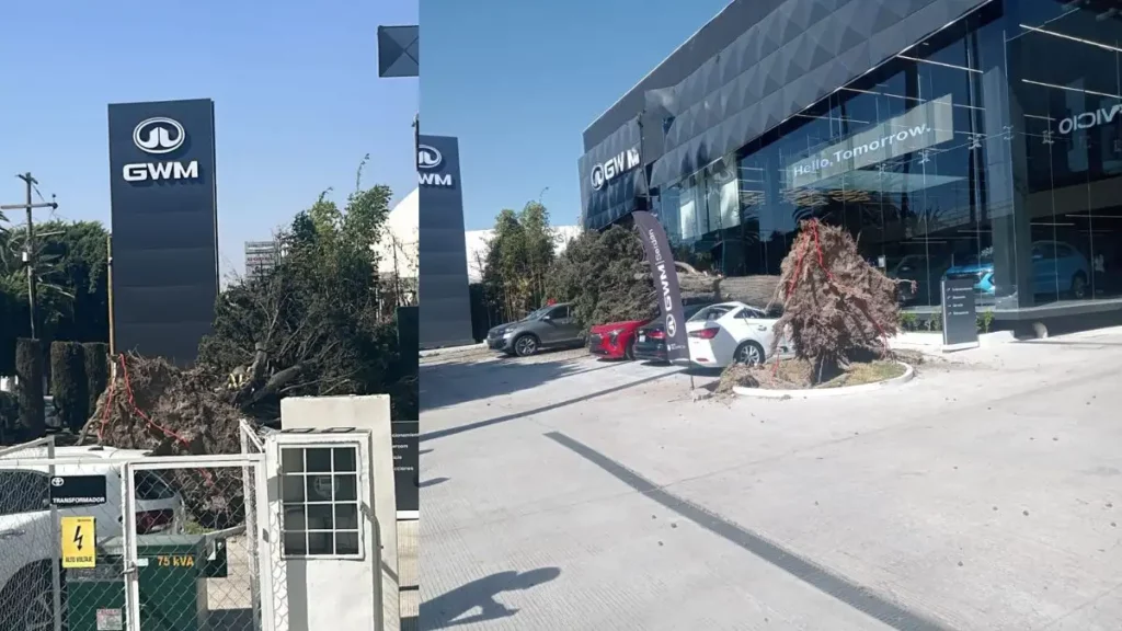 Caída de un árbol provocó daños a cuatro vehículos en Puebla