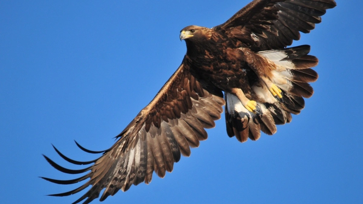 Día Nacional del Águila Real ¿Porqué se celebra el 13 de febrero?