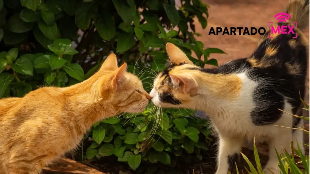 El instinto de reproducción puede hacer que tu gato se vaya de casa