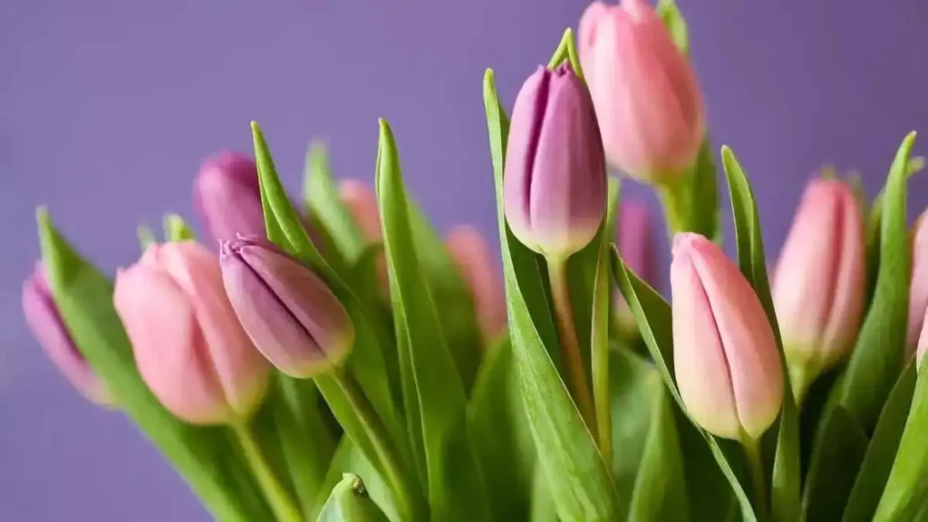 ¿Por qué se regalan flores el 29 de febrero?