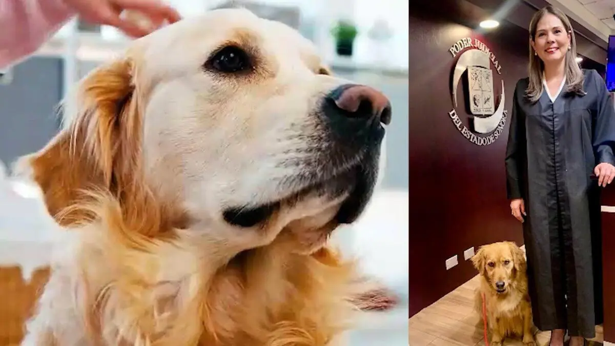 Golda “la canina maravilla” ayudó a que niños declararán en juicio