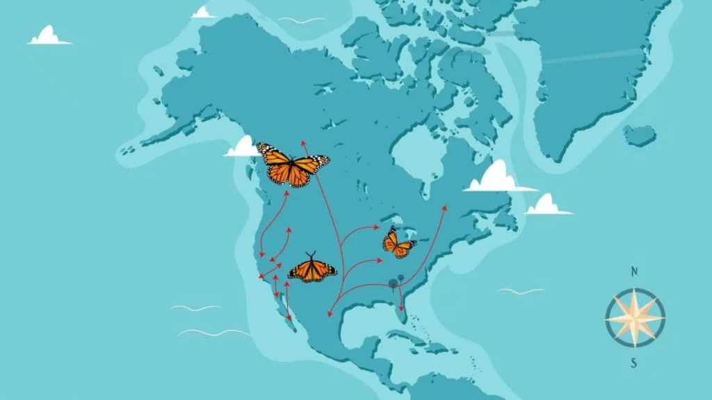 Ruta migratoria de las mariposas monarca