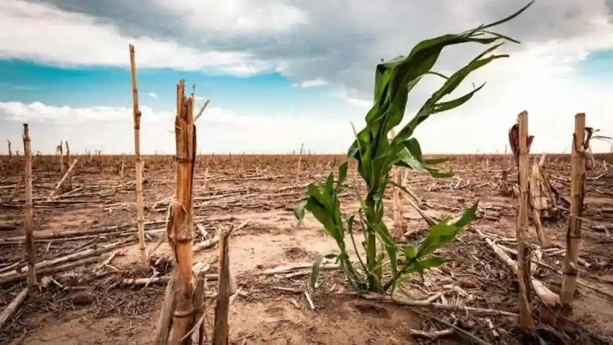 Sequía encarecerá granos en México