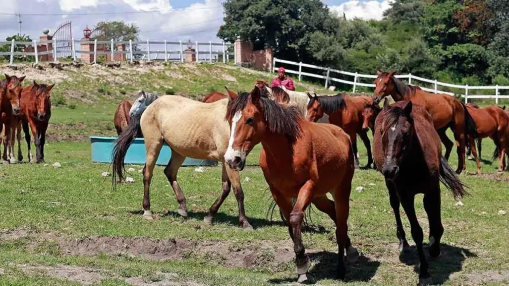 Gobierno estatal colaborará con Cuacolandia tras muerte de Elena Larrea