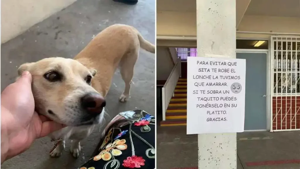 Encantadora perrita de una escuela se come los lonches de los alumnos