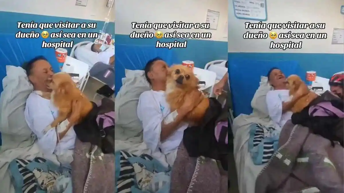 Video: Perrito visita a 'escondidas' a su dueño en el hospital