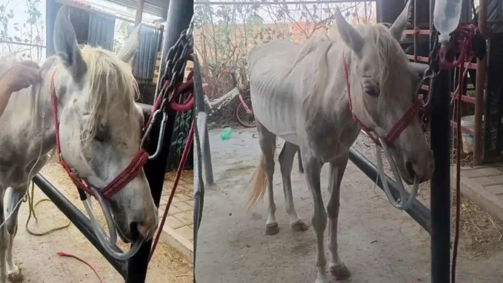 Rescatan a yegua con signos de maltrato en San Andrés Cholula