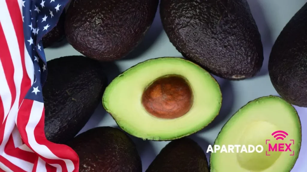 Aguacate mexicano volverá esta semana a Estados Unidos