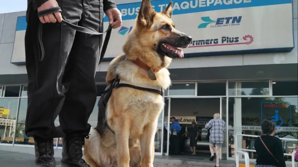 Binomio canino descubrió el cargamento