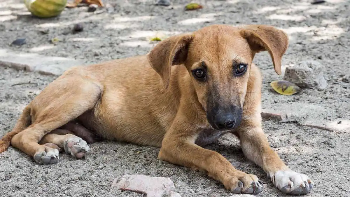 Hallan cadáver de cachorro colgado en Huejotzingo