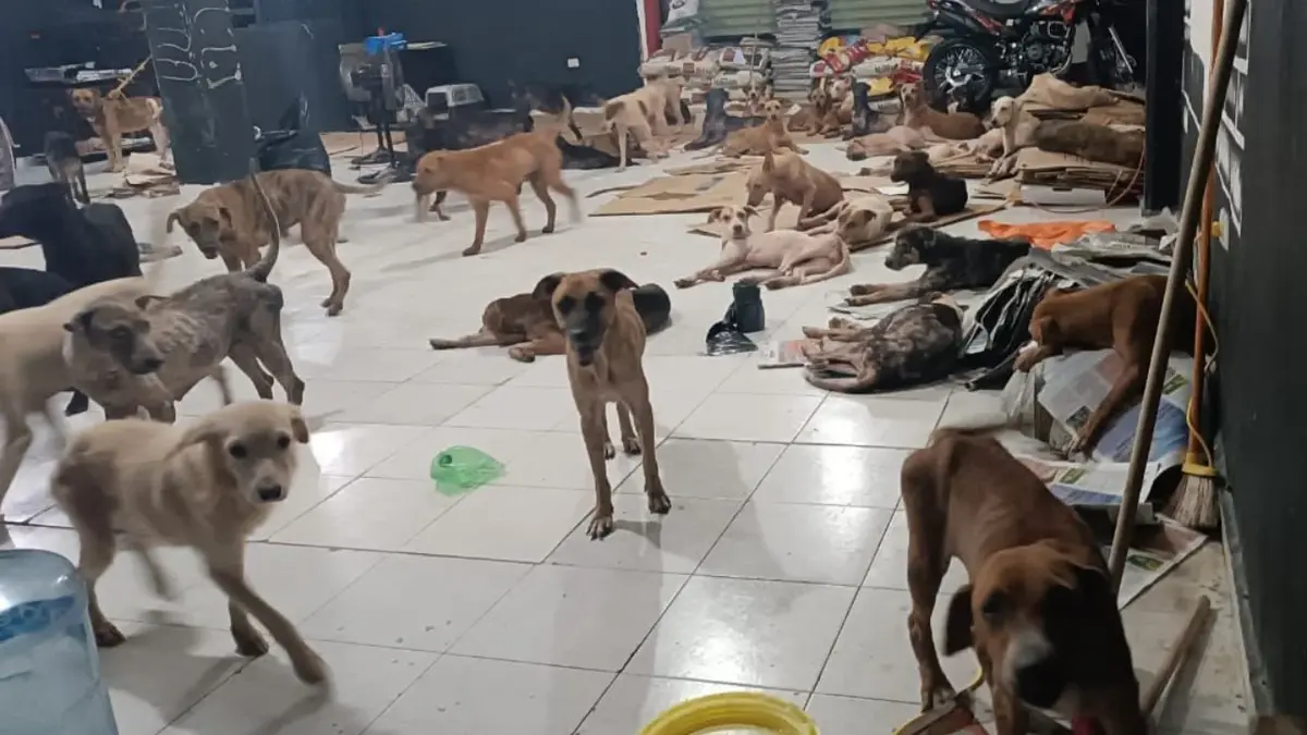 Refugio Cachorrilandia resguardó a perritos callejeros tras el huracán Beryl