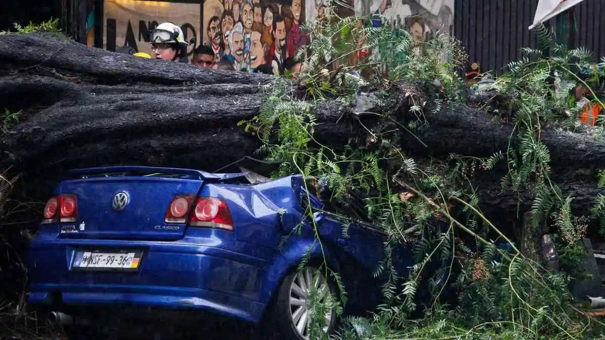 Trágico accidente en la colonia Nápoles: Mujer fallece tras caerle un árbol