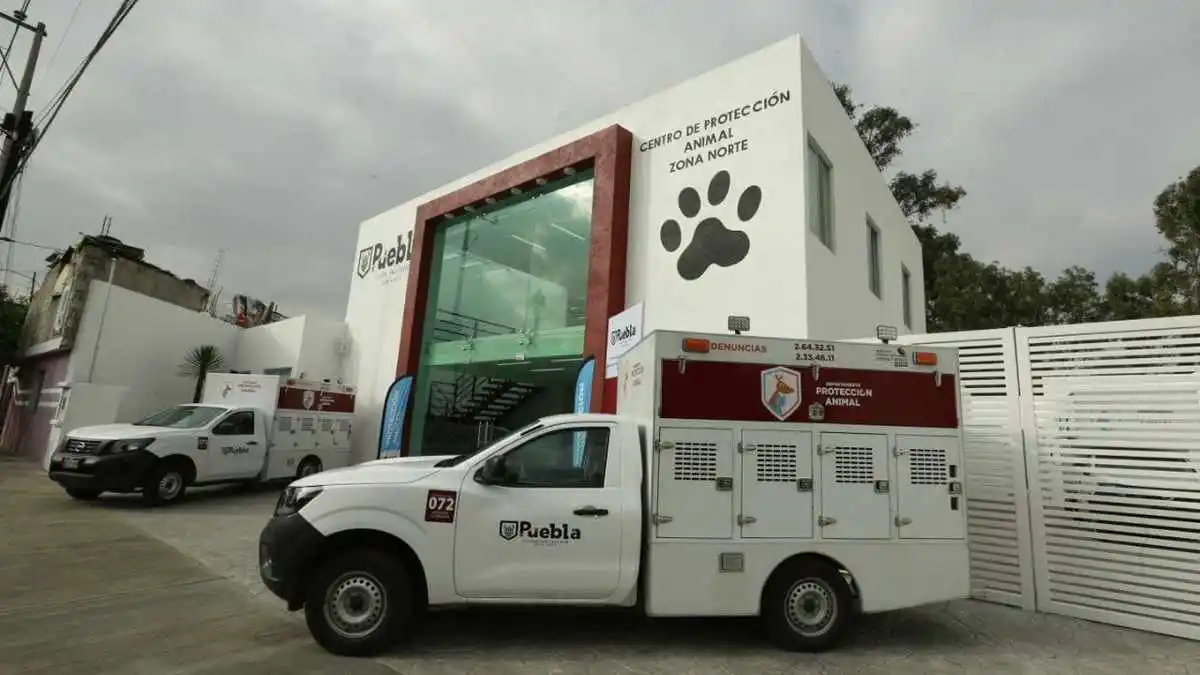 Rezago en Bienestar Animal en Puebla: solo hay 14 Centros de 217
