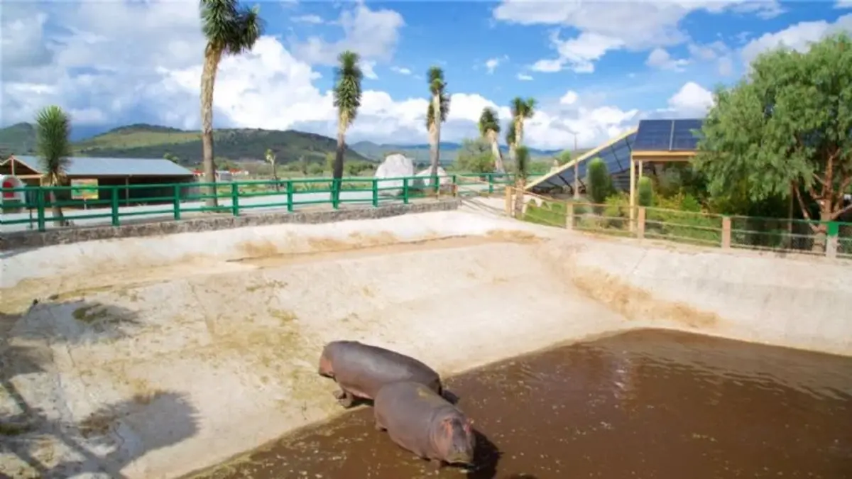 Peleas clandestinas en zoológico de Hidalgo: video