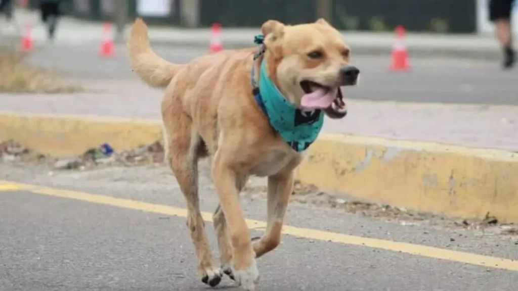 Chicles, el famoso perro maratonista de Tijuana, se retira tras sufrir graves lesiones