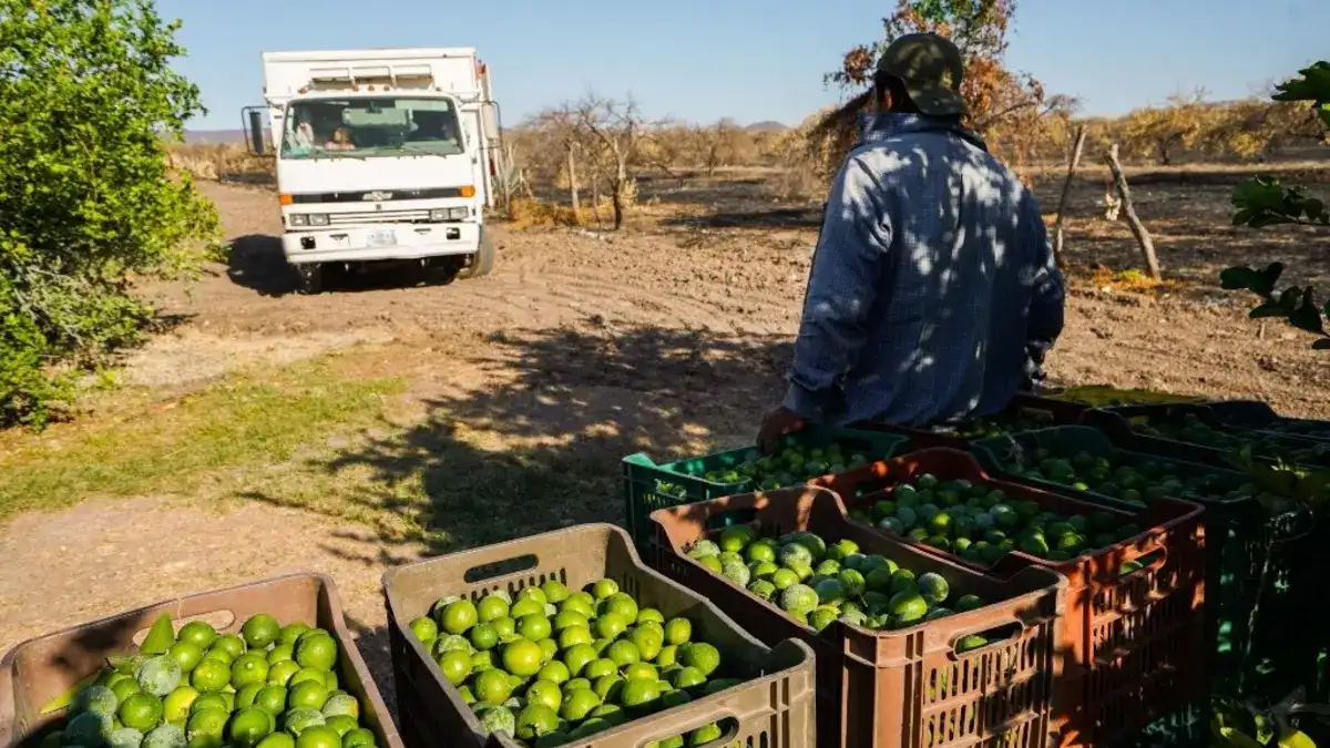 Limoneros de Michoacán acusan al gobernador de proteger a cárteles