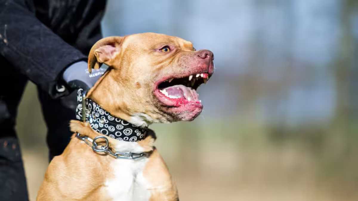 Pitbull mata a French Poodle frente a su dueña: Video